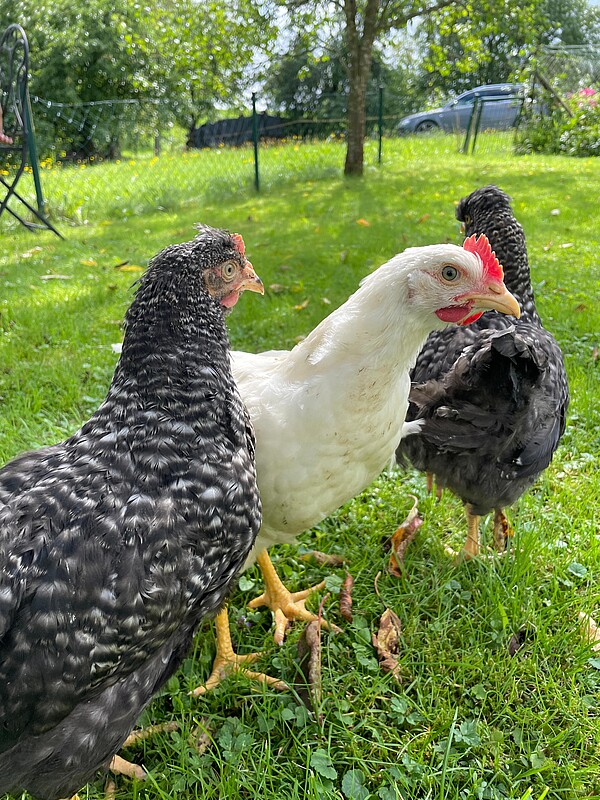 Chicks and students
