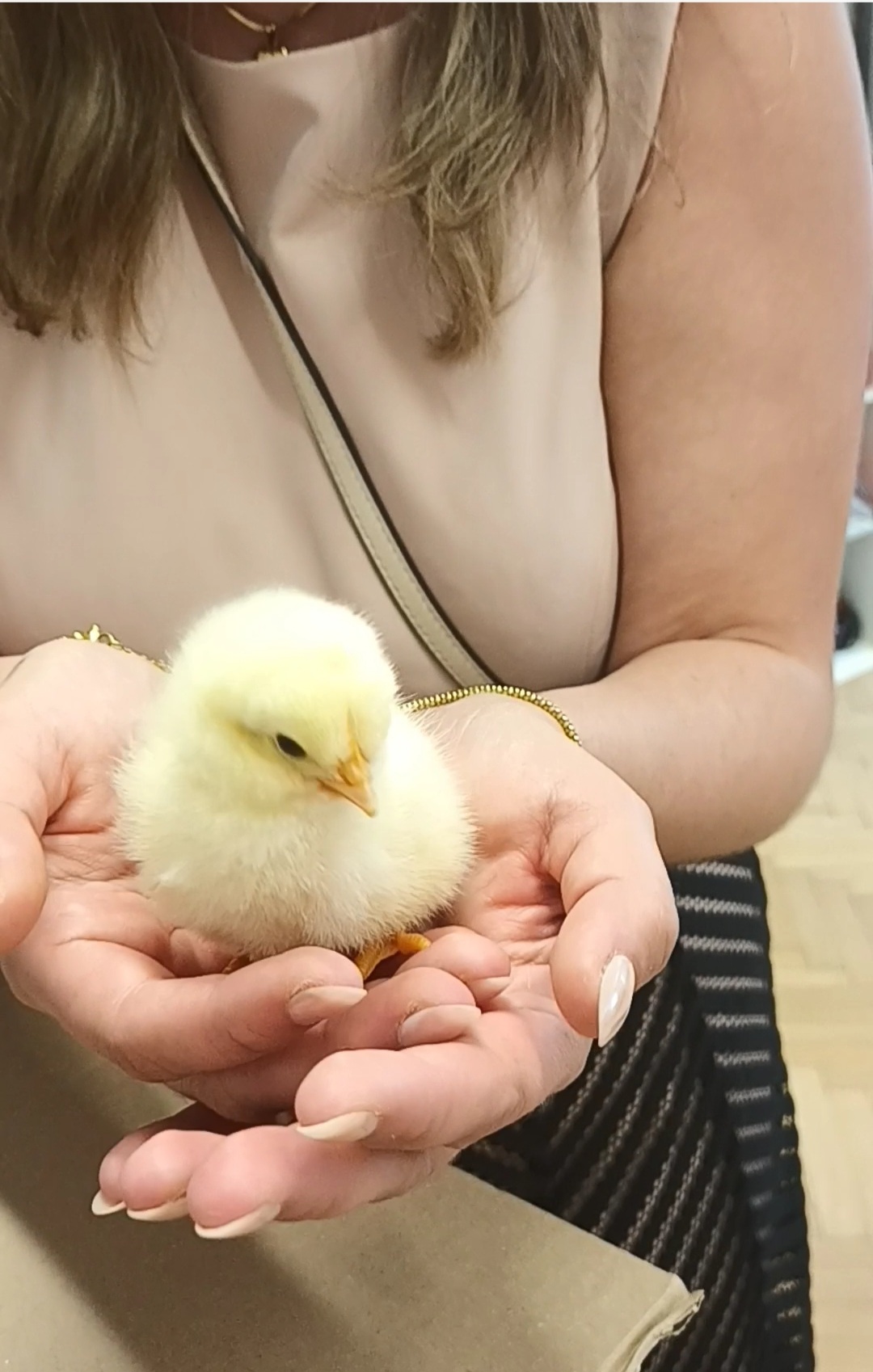 Chicken on farm